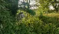 O BNG denuncia o estado de abandono da Senda do Tea e os espazos naturais de Ponteareas